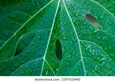 rain drops on a fig leaf close-up
