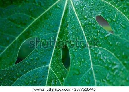 rain drops on a fig leaf close-up