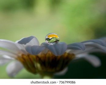 rain drops on the flower