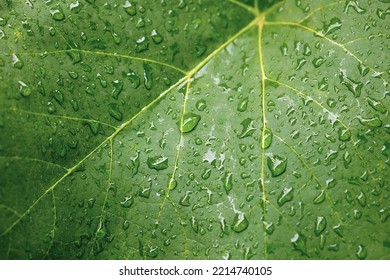 Rain Drops On A Green Grape Leaf. Macro