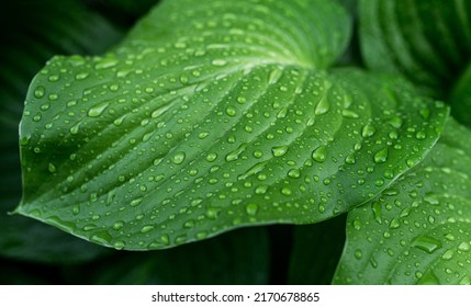 Rain drops on green leaf nature background. Nature background of green leaves. Close up background nature of green leaves