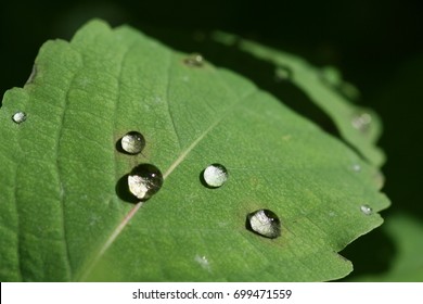 Rain Drops On Green Leaf In The Sunshine, Demonstrating The Surface Tension Of Water