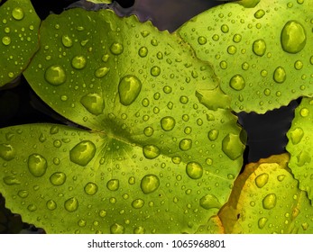 Bubble Rain Lily Images Stock Photos Vectors Shutterstock