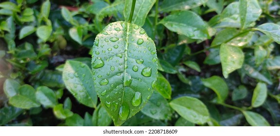 Rain Drops On Green Tea Leaves At Tea Estate, Selective Focus.