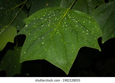 Rain Drops On A Green Tulip Poplar Tree Leaf