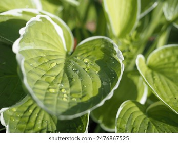 Rain drops on a Hosta Leaf