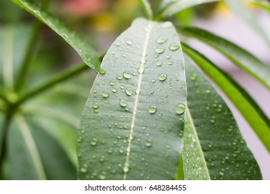 rain drops on the leaf
