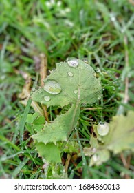 Rain drops on a leaf . Captured in evening at pakistan, faisalabad 27 march 2020
