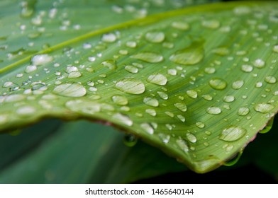 Rain Drops On A Leaf. Short Depth Of Field