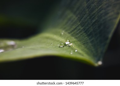 Rain drops on leaf in tropical forest