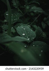 Rain Drops On The Leaves 