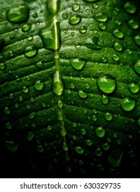 Rain drops on the leaves - Shutterstock ID 630329735