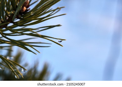 Rain drops on a pine branch. Selective focus. High quality photo