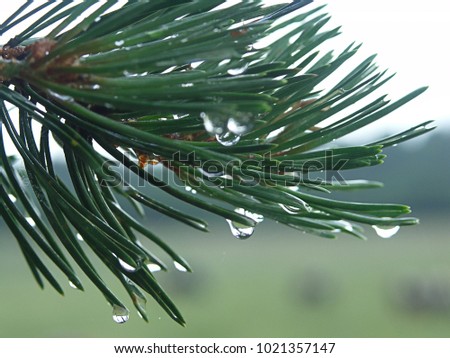 Rain drops on the pine needles