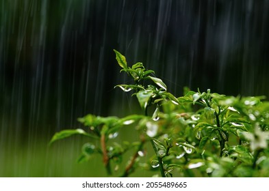 Rain drops on the plant on a rainy day