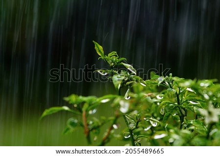 Rain drops on the plant on a rainy day