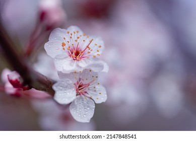 Rain Drops On Plum Blossoms InThe Sunny Day. Closeup. Macro White Blossoms. Selective Focus. Blurred Background.