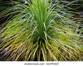 Rain Drops On A Pony Tail Palm