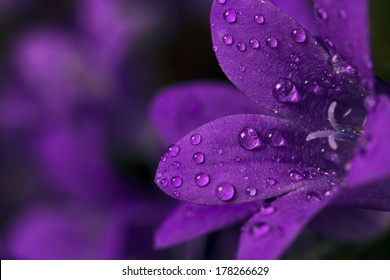 Rain drops on purple flower