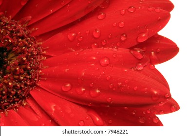 Rain Drops on Red Gerbera Daisy