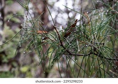Rain drops on she-oak (allocasuarina) branchlets, Cradle Mountain - Lake St Clair National Park, Tasmania, Australia - Powered by Shutterstock