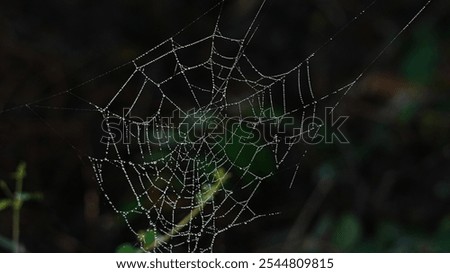 Rain drops on a spider web on a dark green background. Beautiful spider web picture. Spider on spider web.
