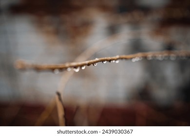 Rain drops on thin tree branch