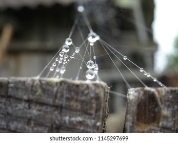 Rain drops on web.
