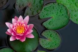Rain Drops Water Of Beautiful Pink Waterlily Or Lotus Flower In Pond For Text Or Decorative Artwork.