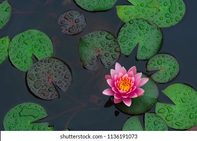 Rain drops water of beautiful pink waterlily or lotus flower in pond for text or decorative artwork.