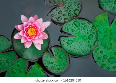 Rain drops water of beautiful pink waterlily or lotus flower in pond for text or decorative artwork.