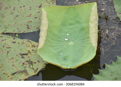 Rain Drops Water In The Leaf. Scene At Kumizhi Lake, Chennai.