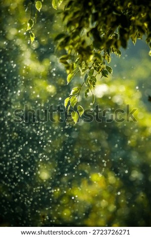 rain during the day when the sun comes out