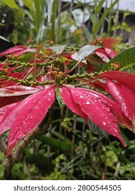 rain fall in the castuba redleaf