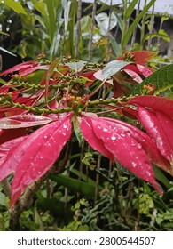 rain fall in the castuba redleaf