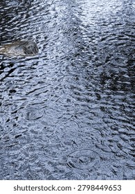 Rain falling on a shallow stream, creating numerous ripples across the moving water surface.