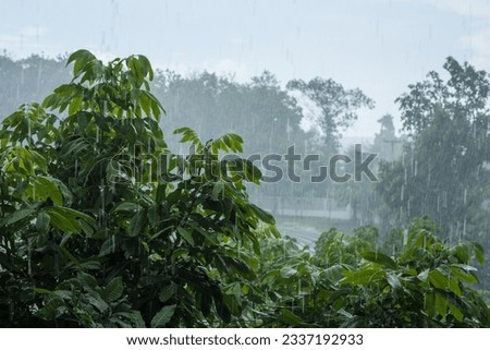 Rain is falling on the top of the tree.