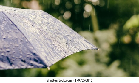 Rain Falling On Umbrella Weather Forcast