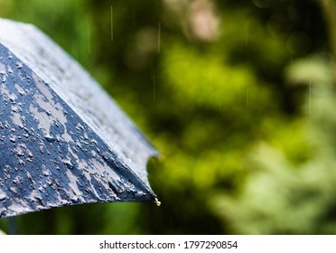 Rain Falling On Umbrella Weather Forcast