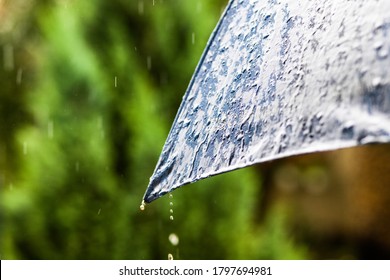 Rain Falling On Umbrella Weather Forcast