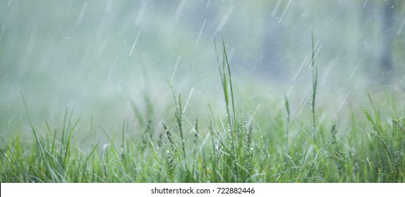 Rain Falling Over The Green Grass 