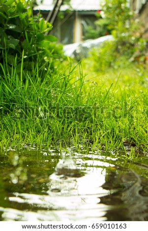 Rain falling in the puddle and circles on the water from drops of water on a background of green grass, a summer day in the Garden