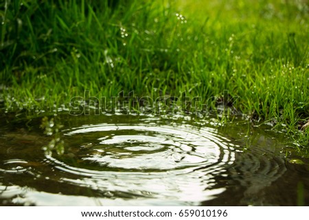 Rain falling in the puddle and circles on the water from drops of water on a background of green grass, a summer day in the Garden