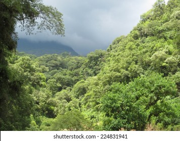 Rain forest