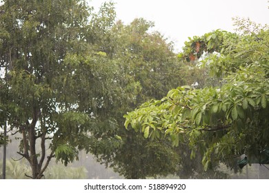 rain in the forest