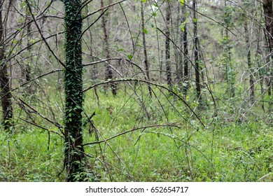 Rain forest