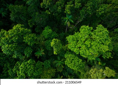 Rain Forest From Air Near Kuranda, North Queensland, Australia