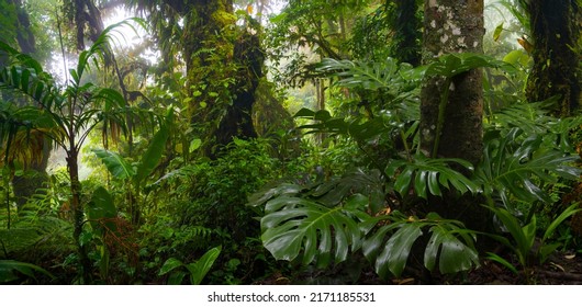 Rain forest in Central America - Shutterstock ID 2171185531