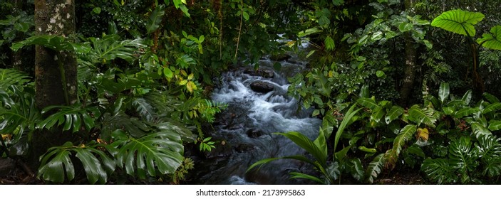 Rain Forest In Central America