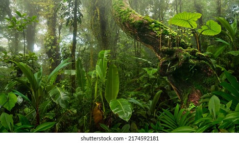 Rain forest in Central America - Shutterstock ID 2174592181